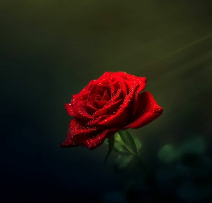 rose