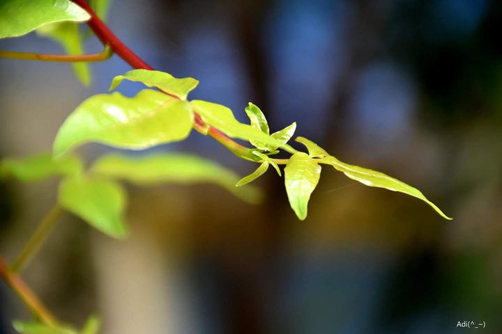 leaves