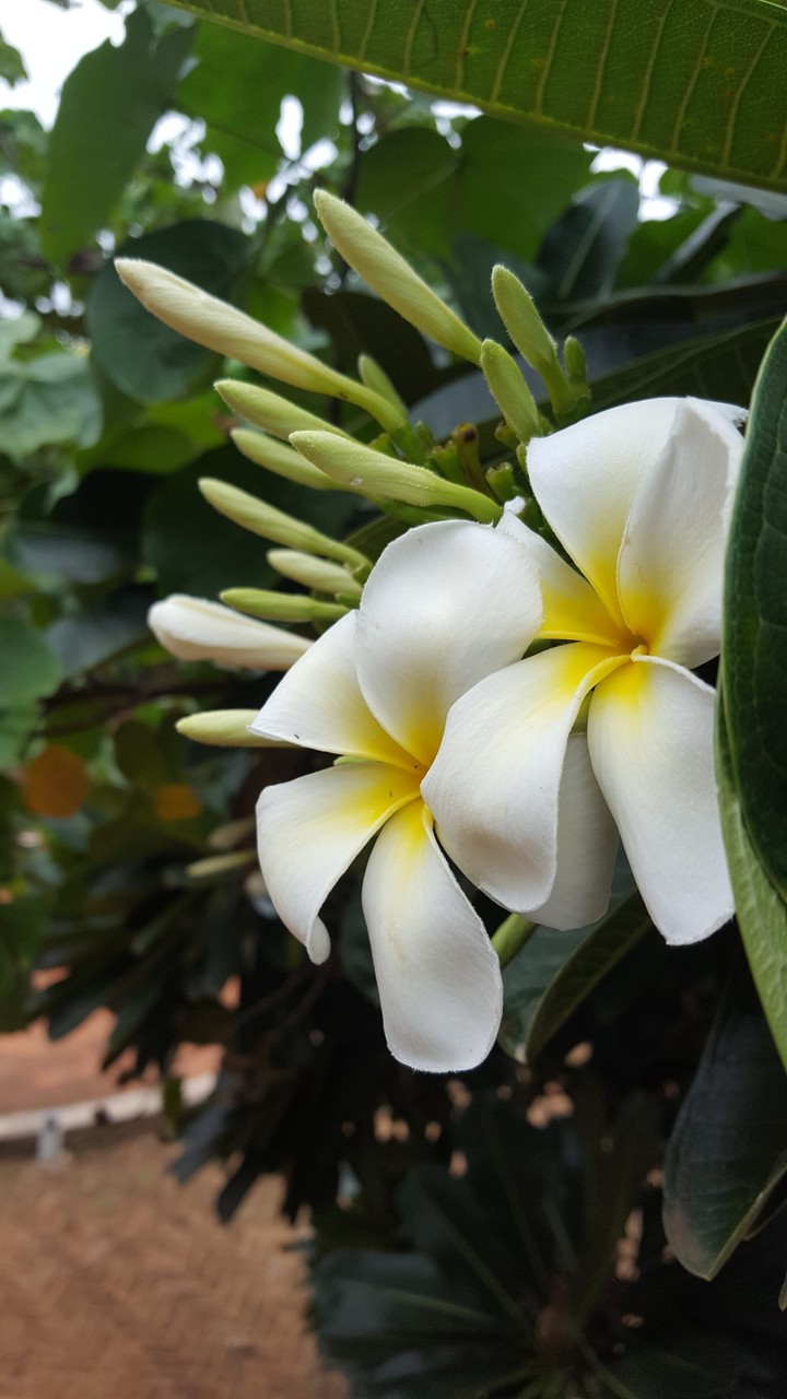 flower