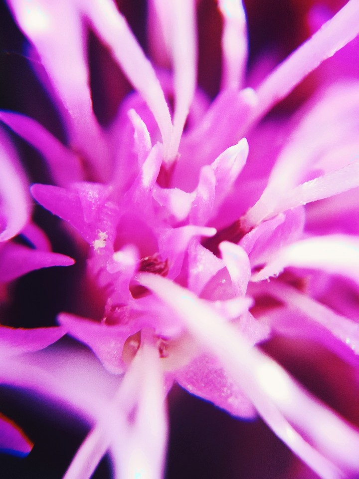Just little pink flower