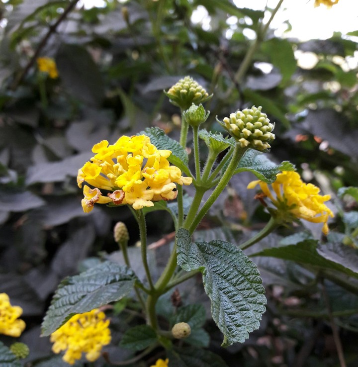 Flower.