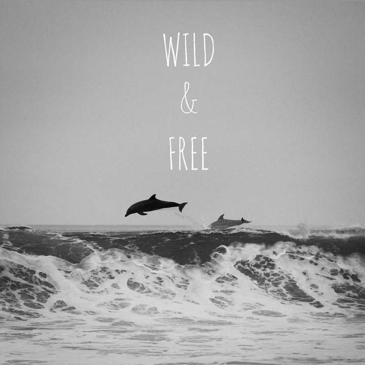 Dolphins