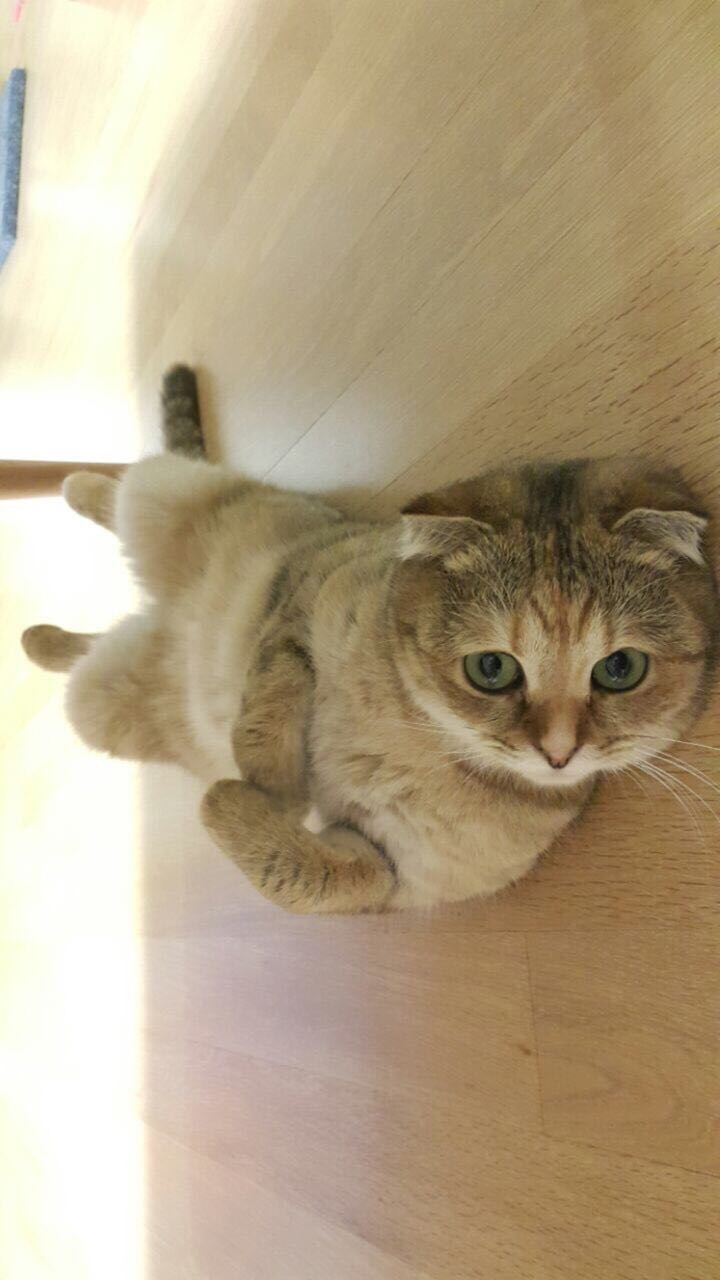 cat