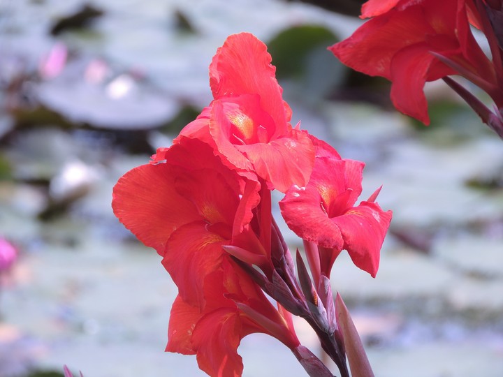 Red Flower