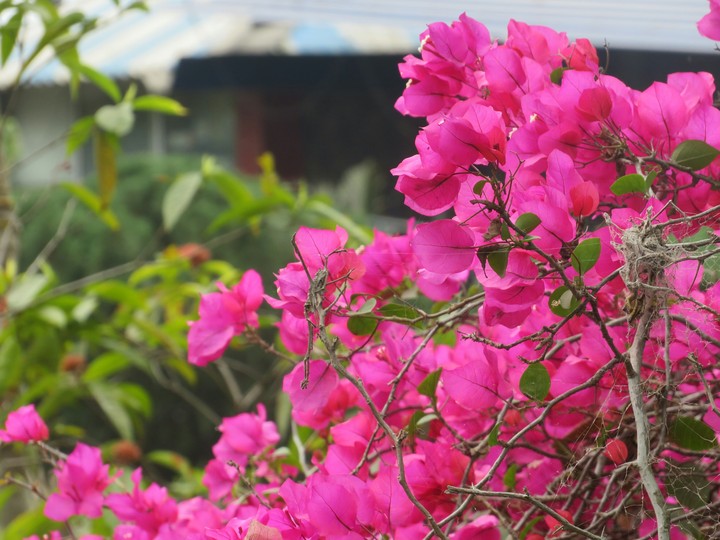 COLOURS OF FLOWERS