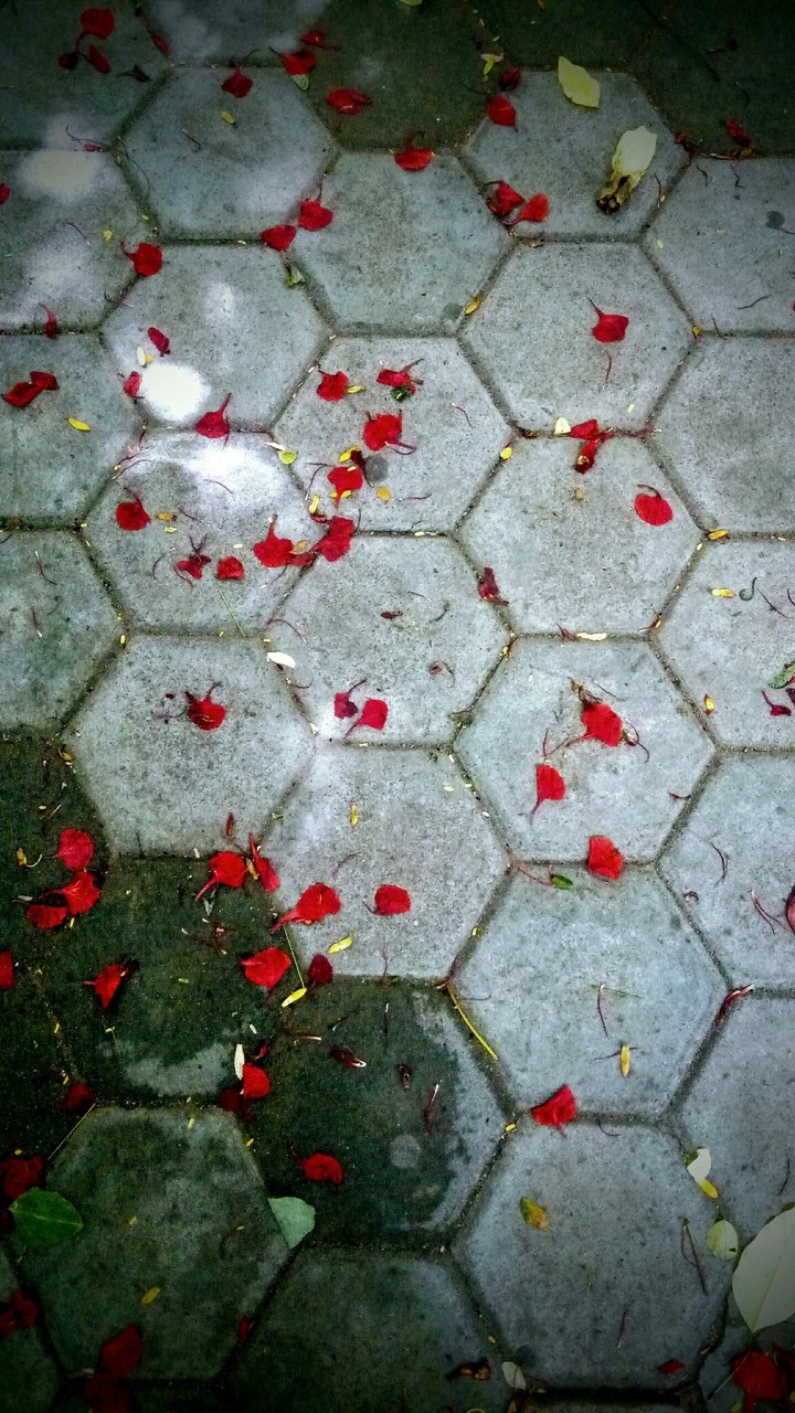 leaves
