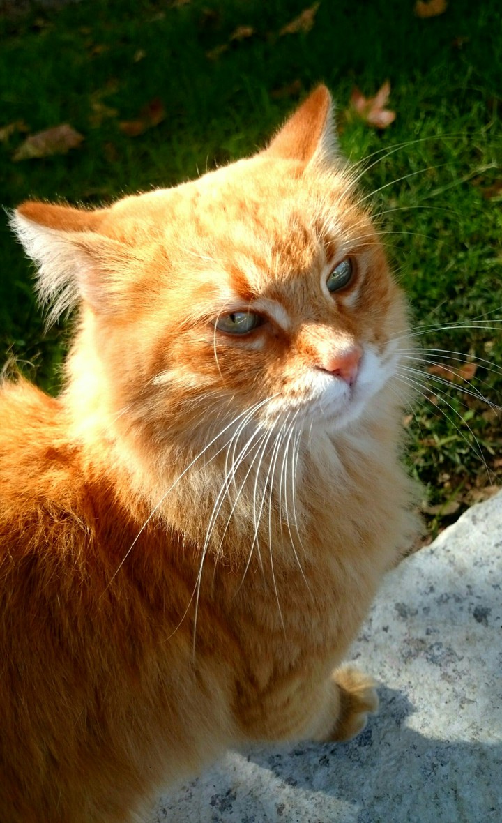 7 LIVES/7 PICS!