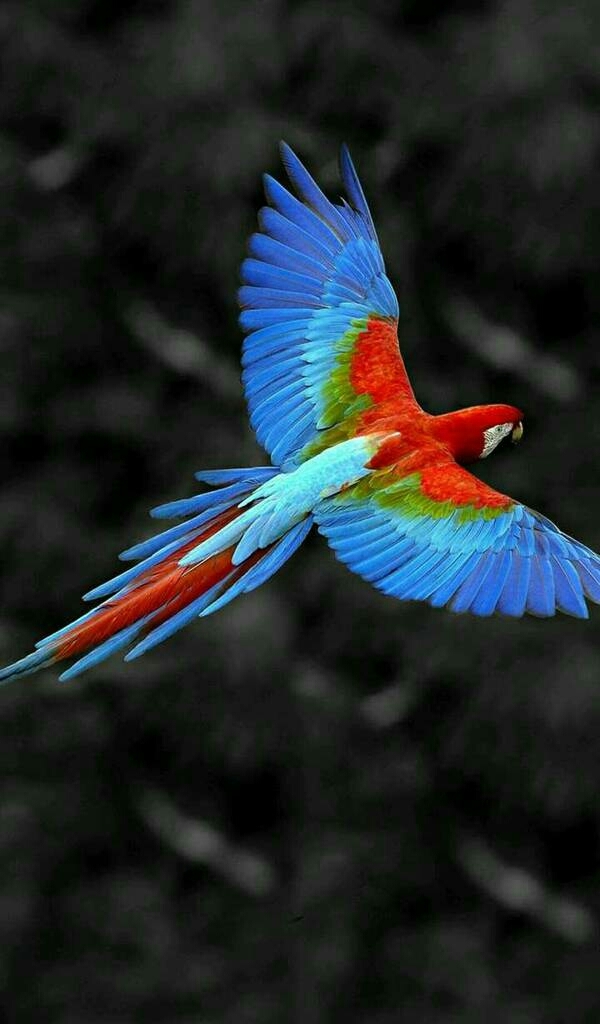 parrot