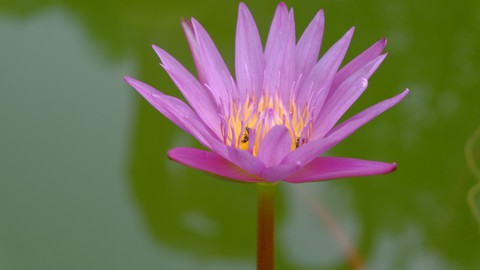 lotus