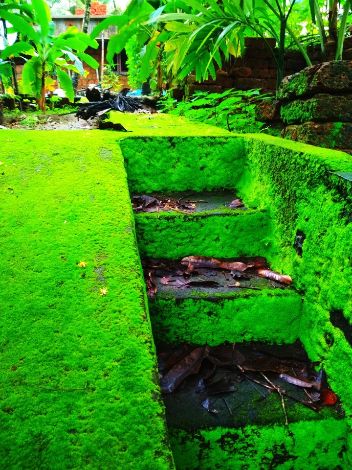 Green steps