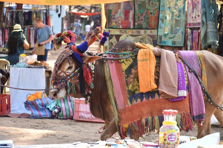 goa cow