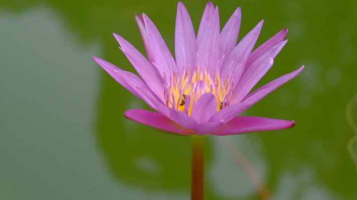 lotus