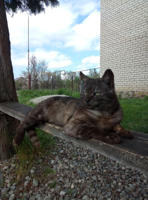 Great gray Cat