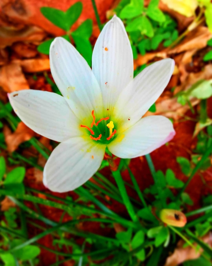 Flower