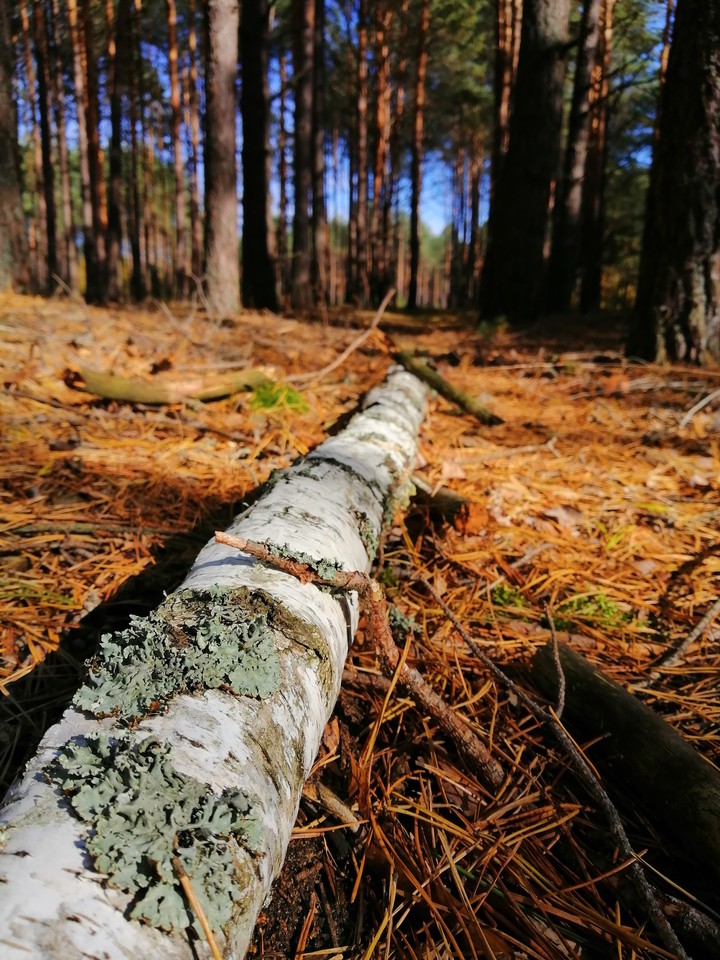 forest