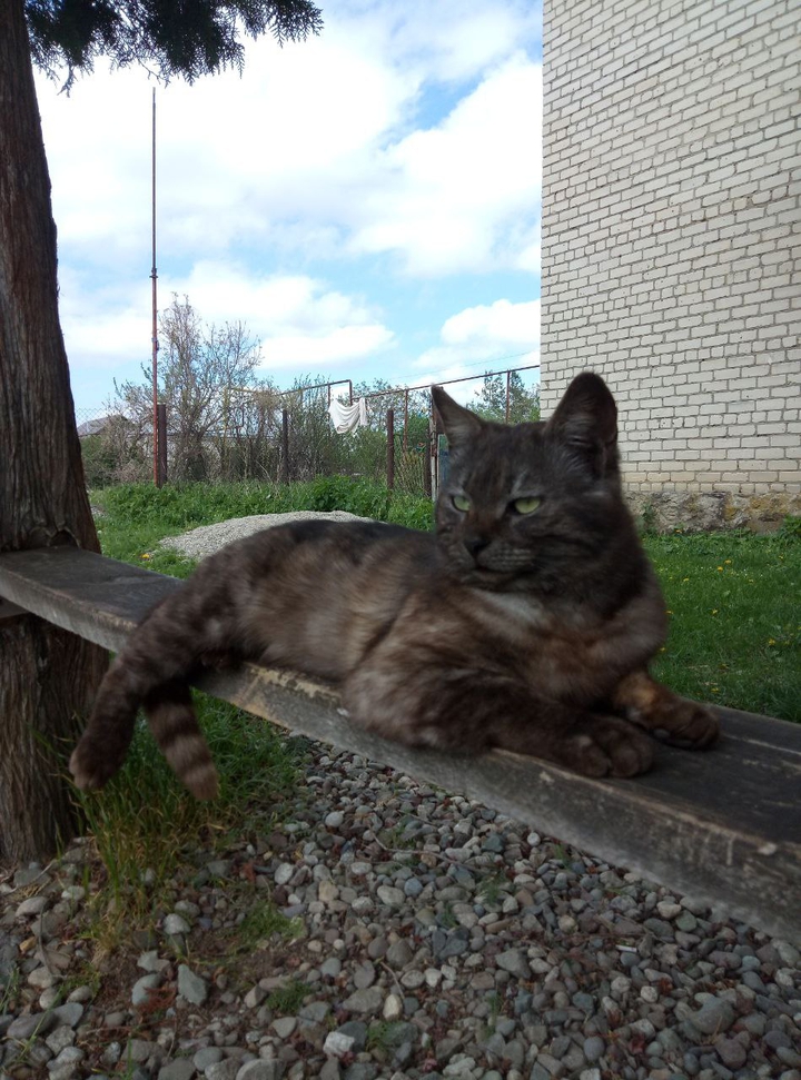 Great gray Cat