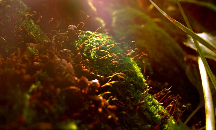 Moss