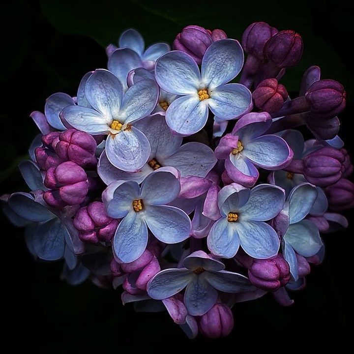 сирень