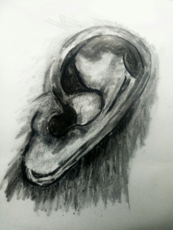 oreille au fusain