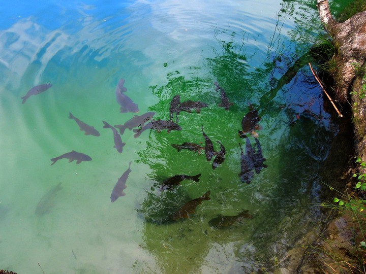 fishes ?