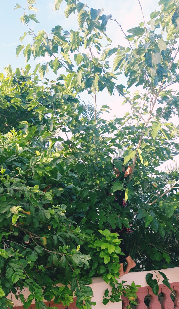 green life