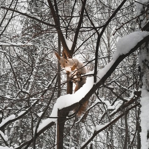 зимний подарок