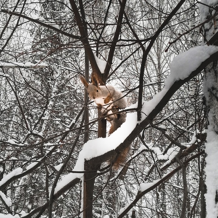 зимний подарок