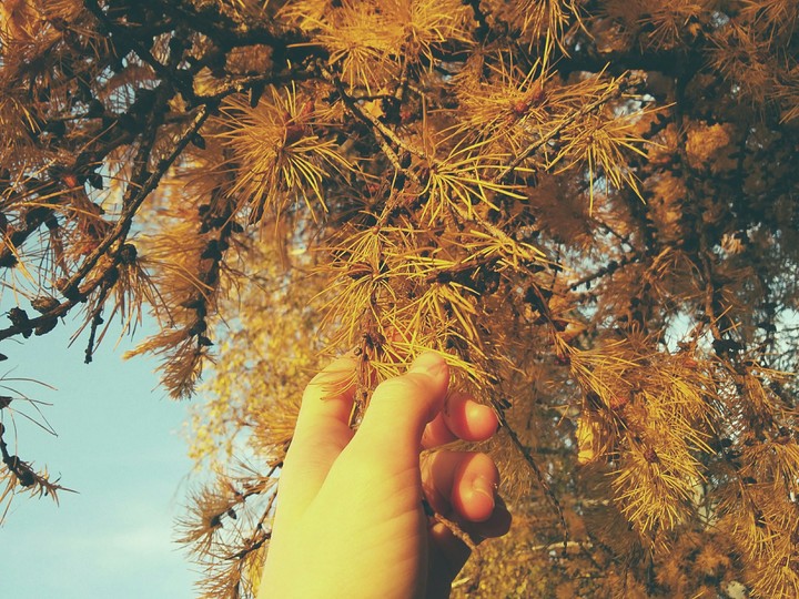 tree