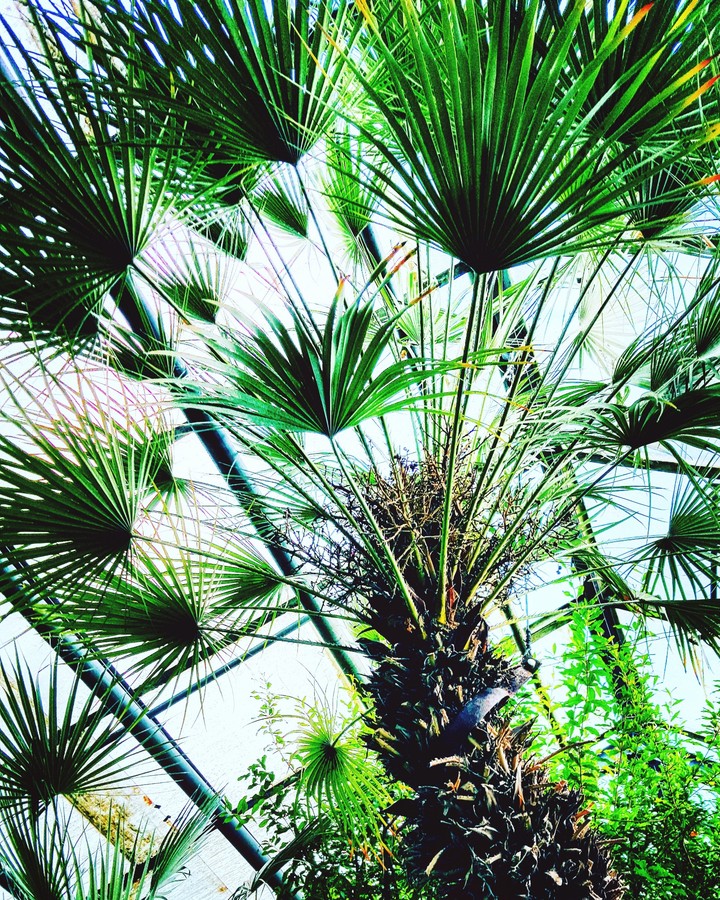 palmtree