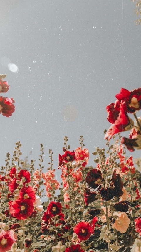 nothing better than a field of vibrant red flowers