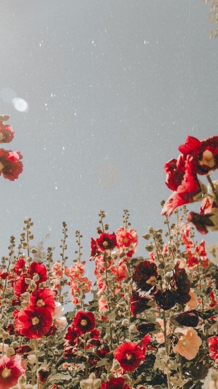 nothing better than a field of vibrant red flowers