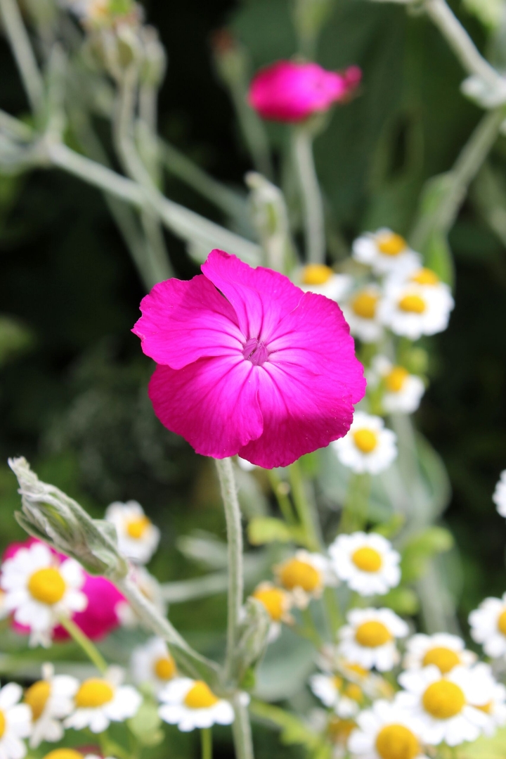 Pink Flower