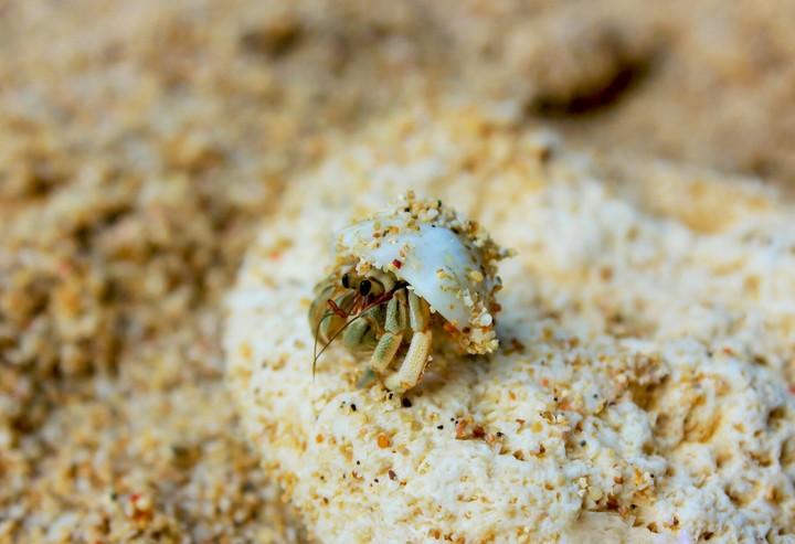 Hide 'n Seek Little Fella