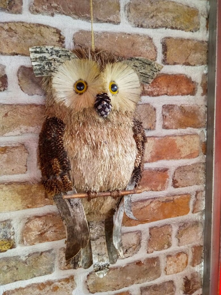 Owl