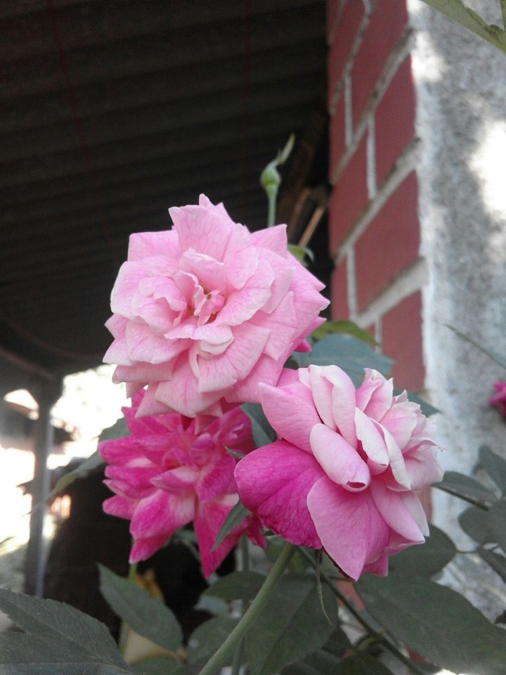 Flower of Rose