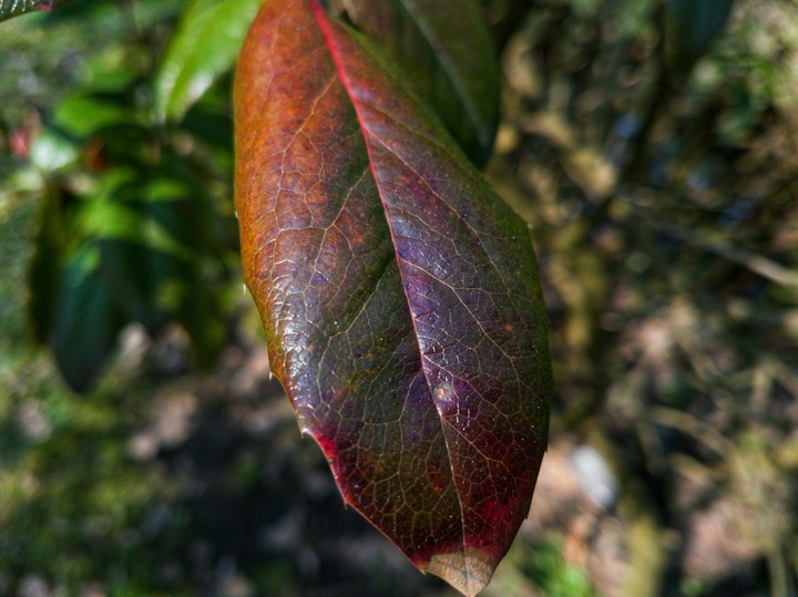 Leaf