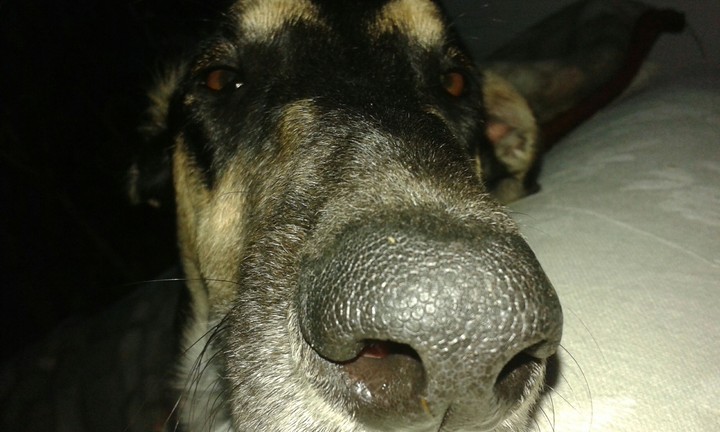 nosek