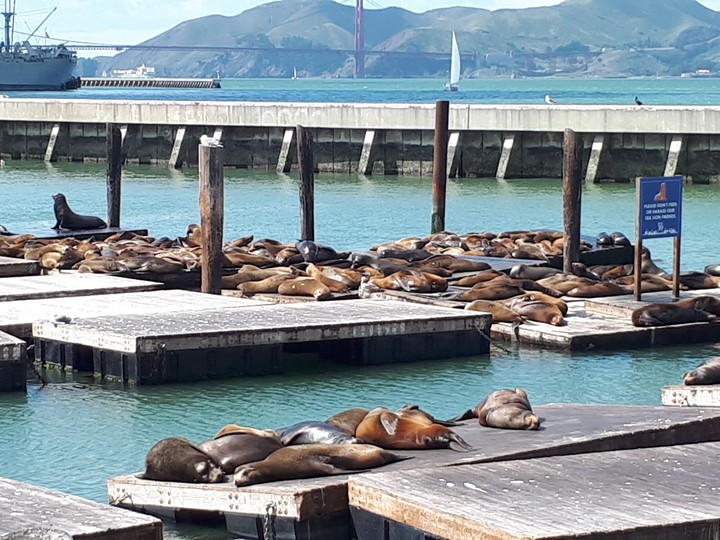 sea lions