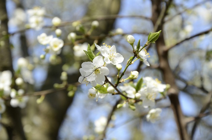 flowers