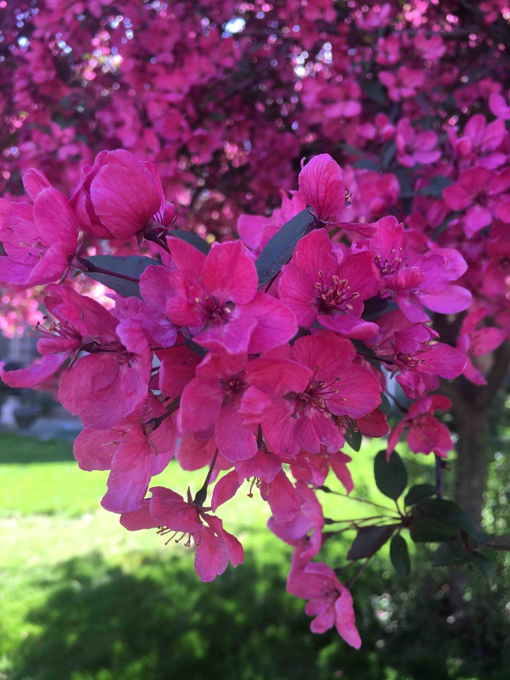 Blooming tree