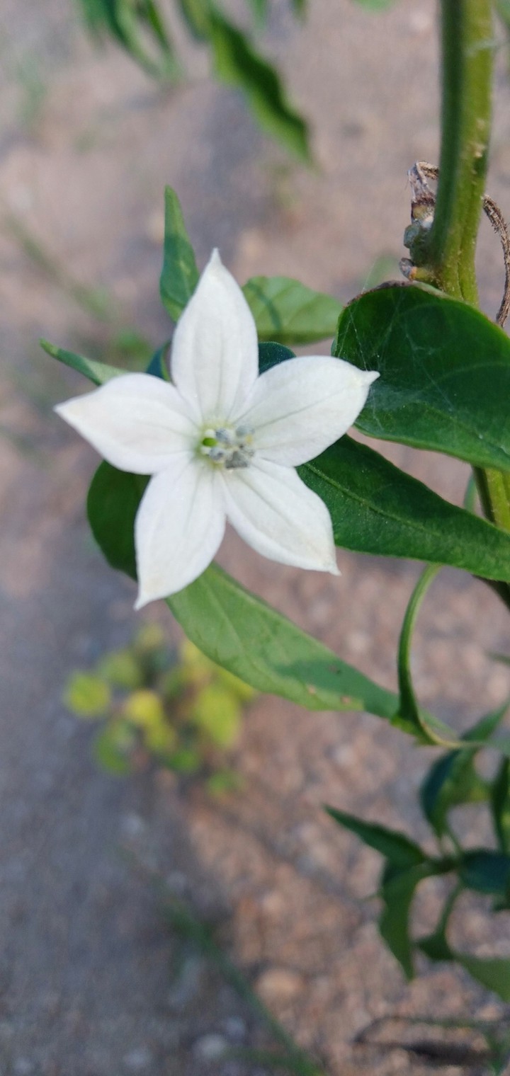# White flower