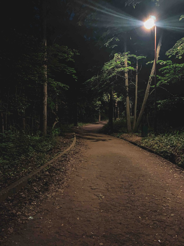 Jungle in ligh