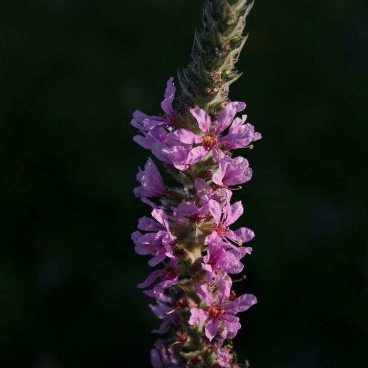 pink flower