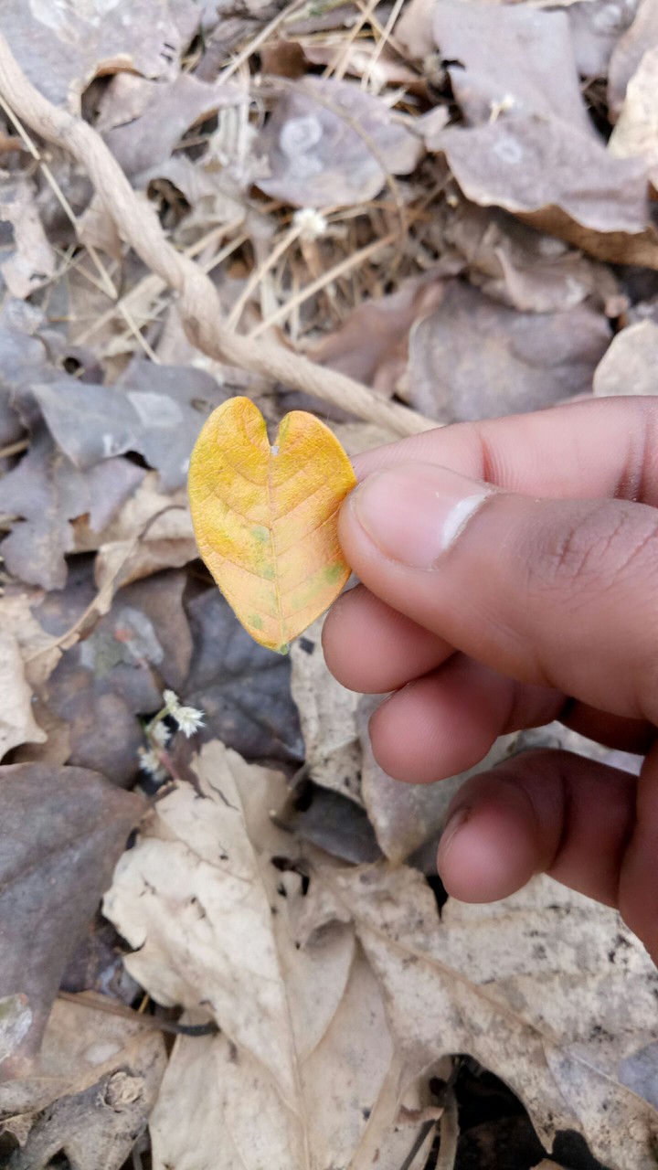 Leaf