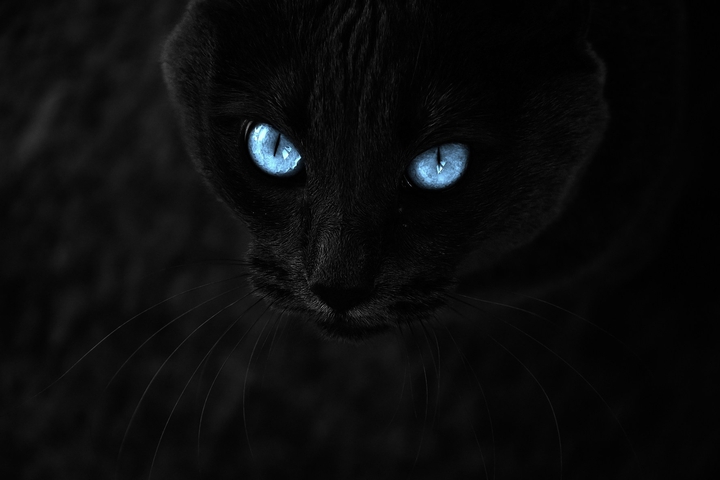 котик