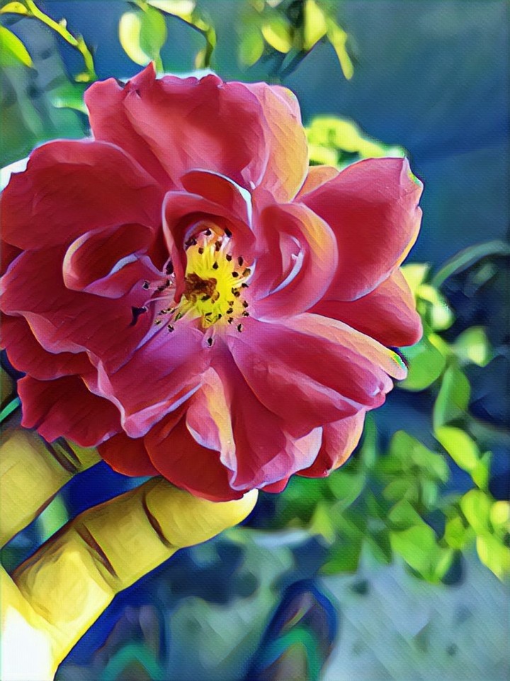 Rose Love