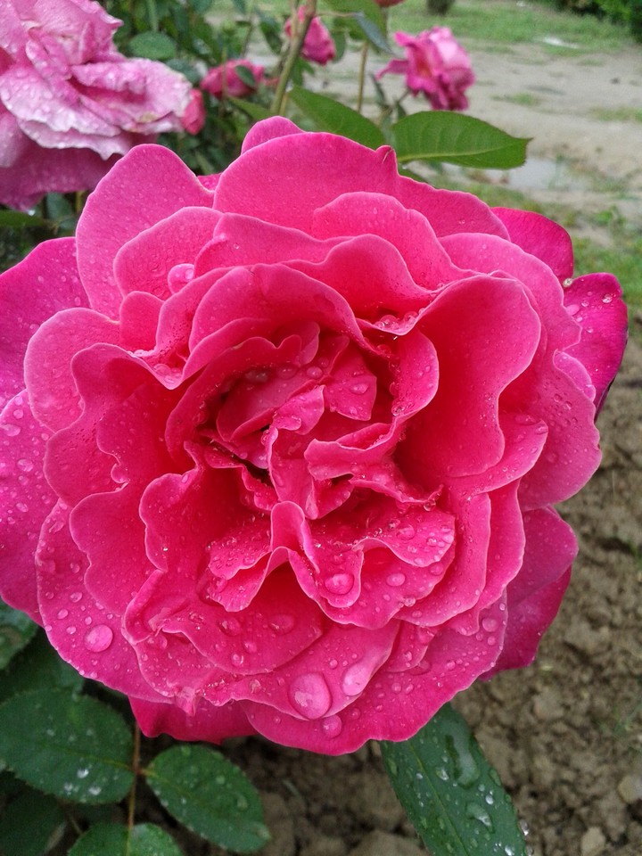 pakistan, rose at Shalman park peshawar hayatabad