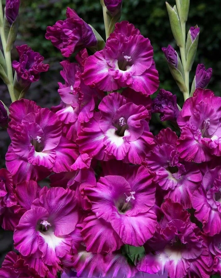 gladiolus