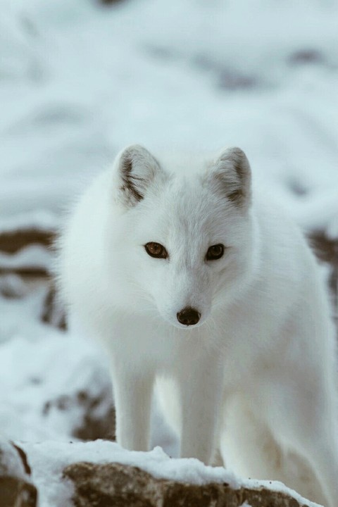 white wolf