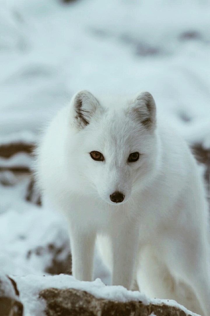 white wolf
